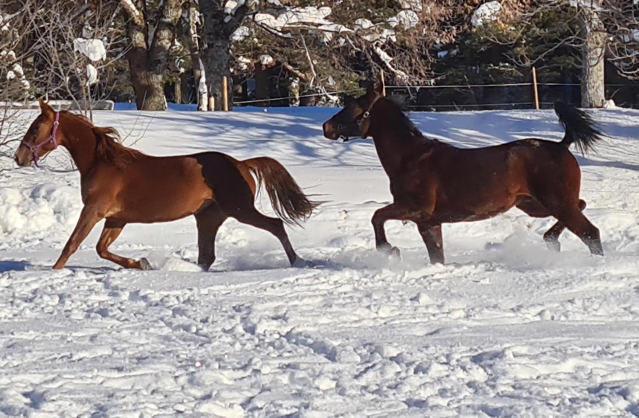 Haras De Seranon Villa Dış mekan fotoğraf