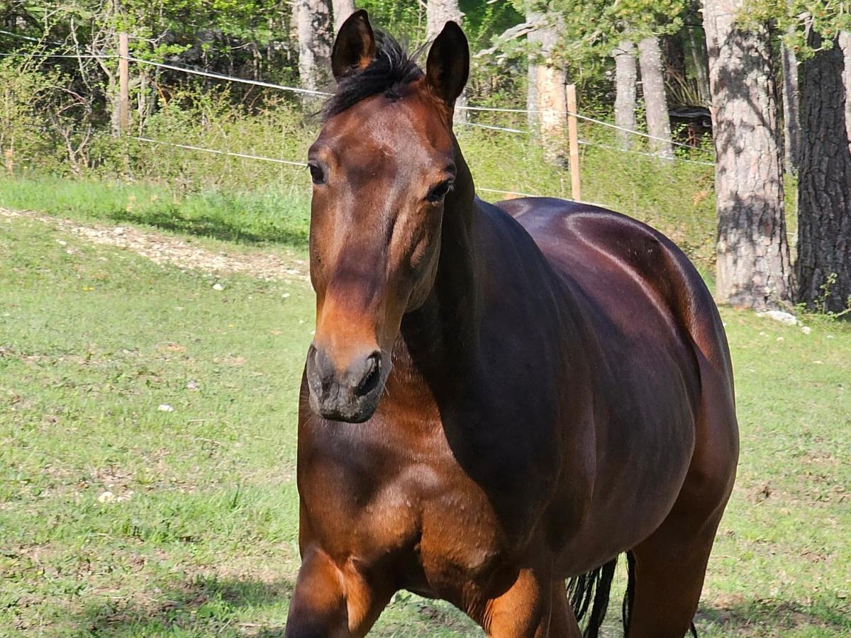 Haras De Seranon Villa Dış mekan fotoğraf